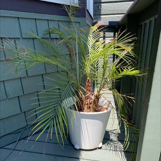 Pygmy Date Palm plant in San Francisco, California