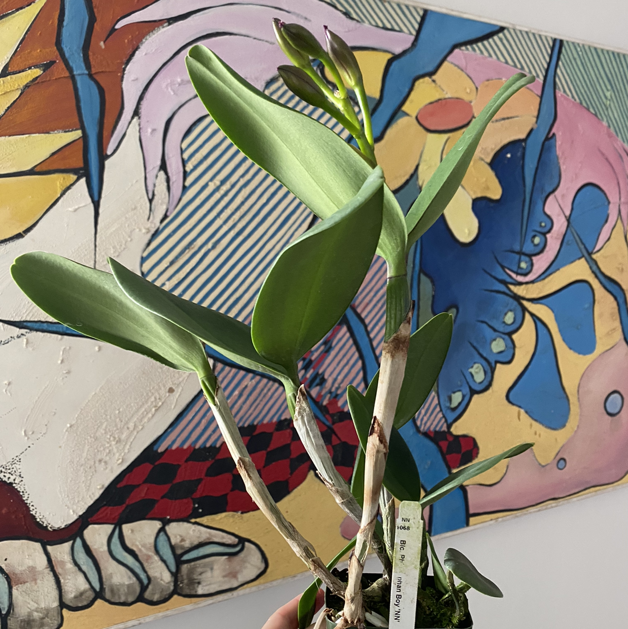Plant care for Cattleya on Greg, the plant care app