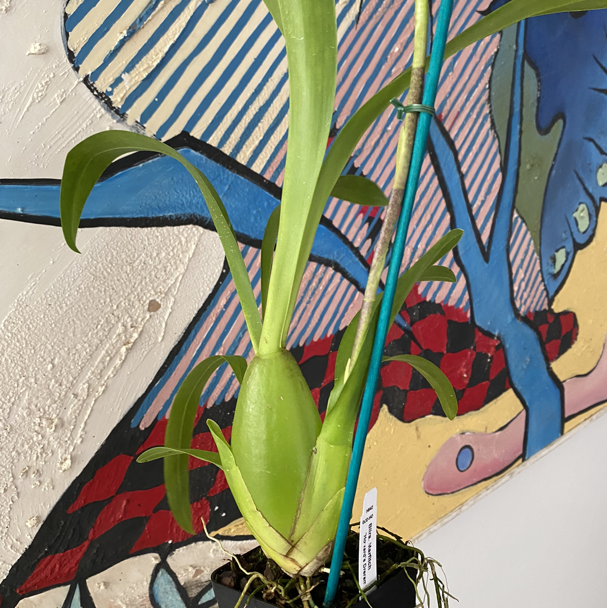 Photo of the plant species Beallara Marfitch 'Howard's Dream' AM/AOS by @roma named Howie on Greg, the plant care app