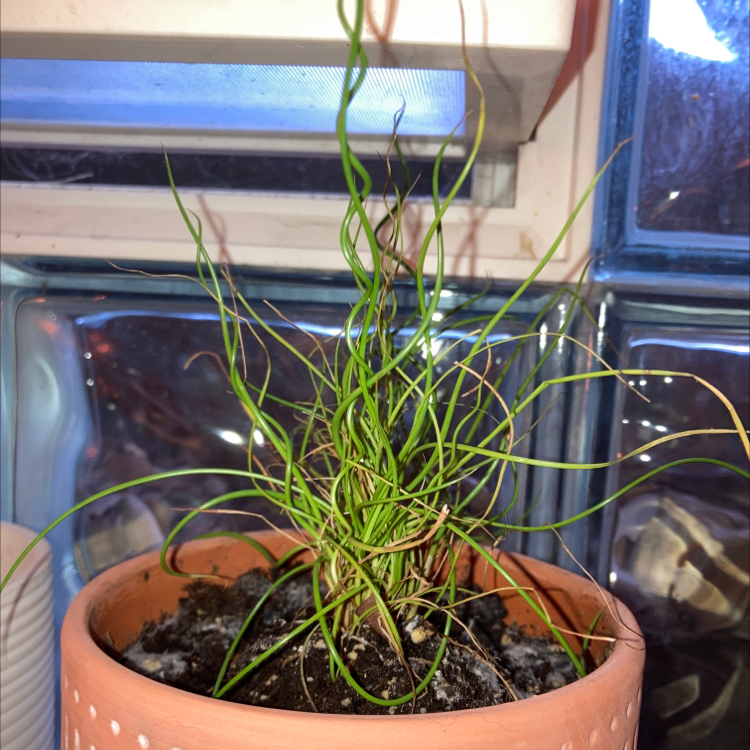 Potted Common Rush plant with thin, curly green leaves and some browning tips.