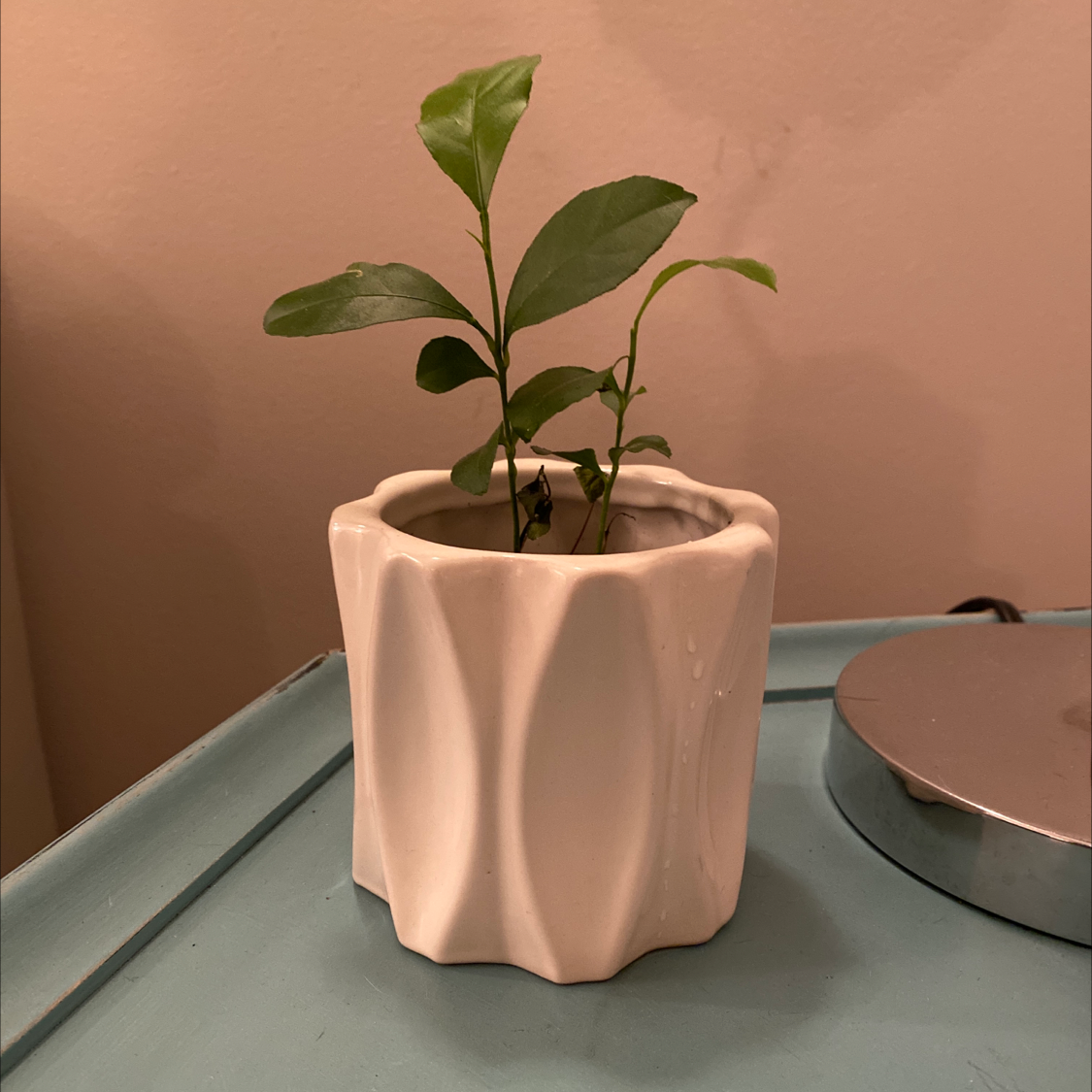 Healthy young Meyer lemon tree in a pink ceramic pot, with vibrant green leaves, well-framed against a simple background.