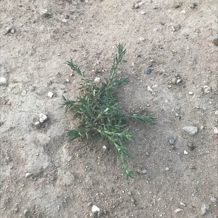 Photo of the plant species Prickly Russian Thistle by Mauro jose named Your plant on Greg, the plant care app