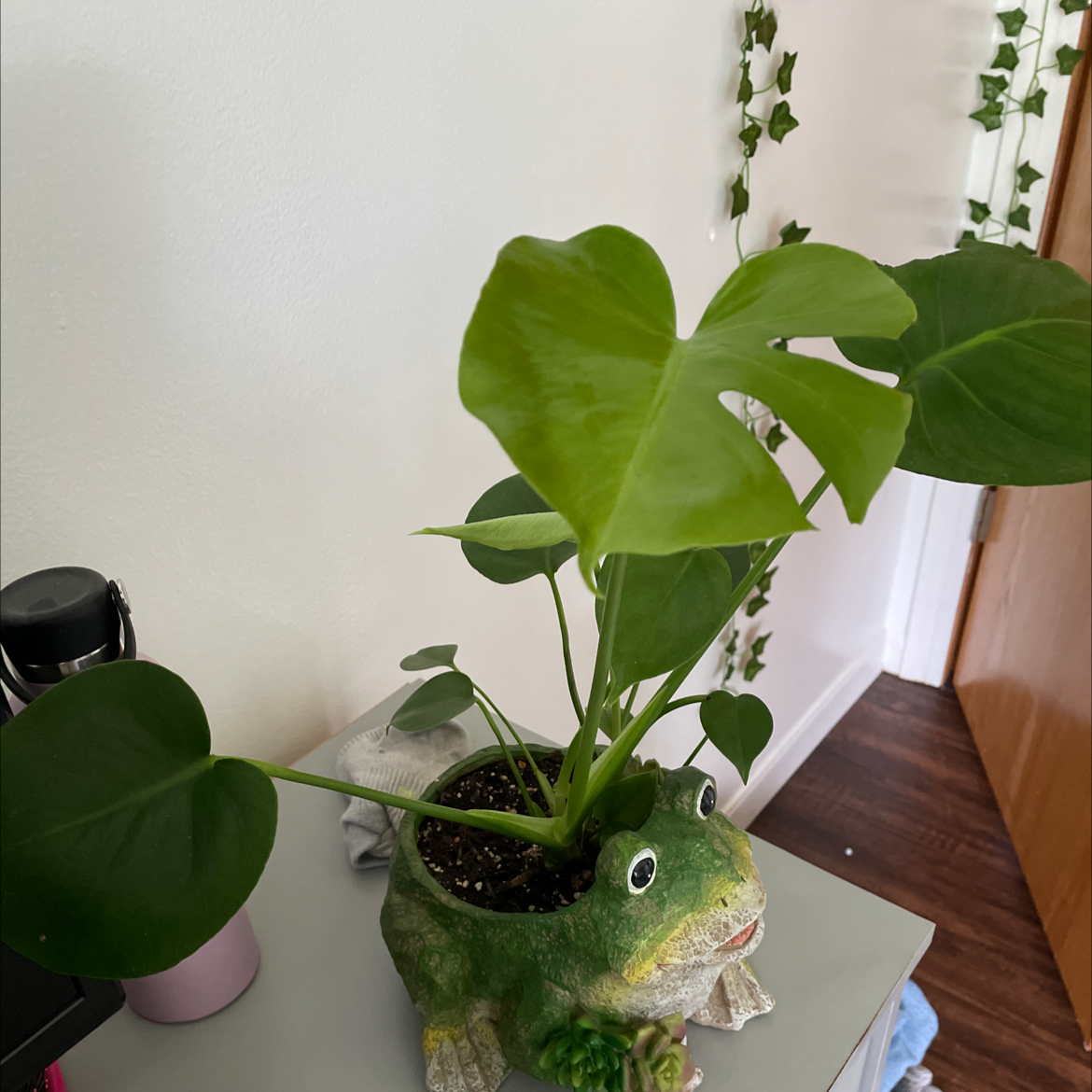Monstera plant photo by Allison named Froggy on Greg, the plant care app.