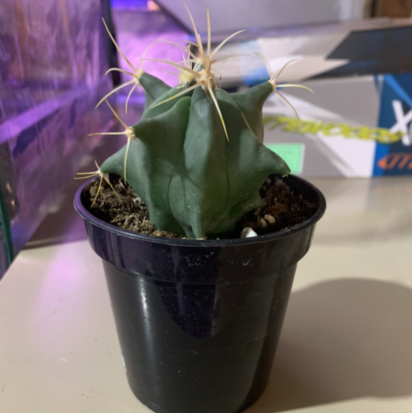 Blue Myrtle Cactus in a black plastic pot, appears healthy with no visible discoloration.