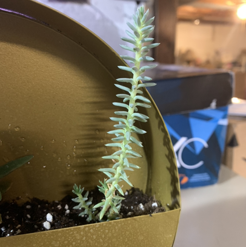 Jenny's Stonecrop plant in a pot with visible soil, healthy green leaves, and indoor background.