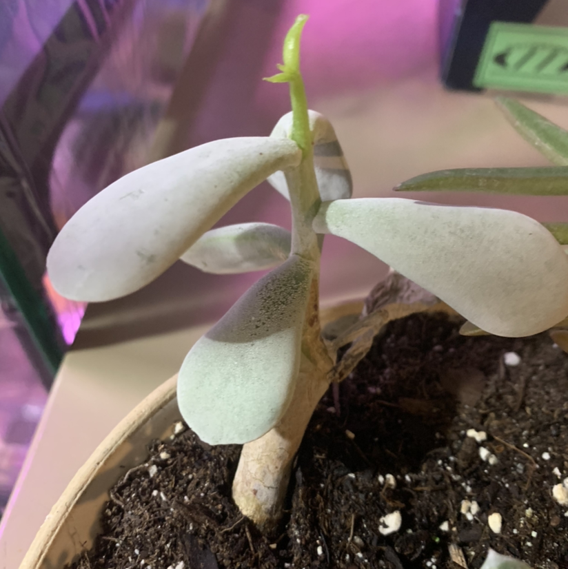 Copper Spoons plant with thick, spoon-shaped leaves in a pot with visible soil.