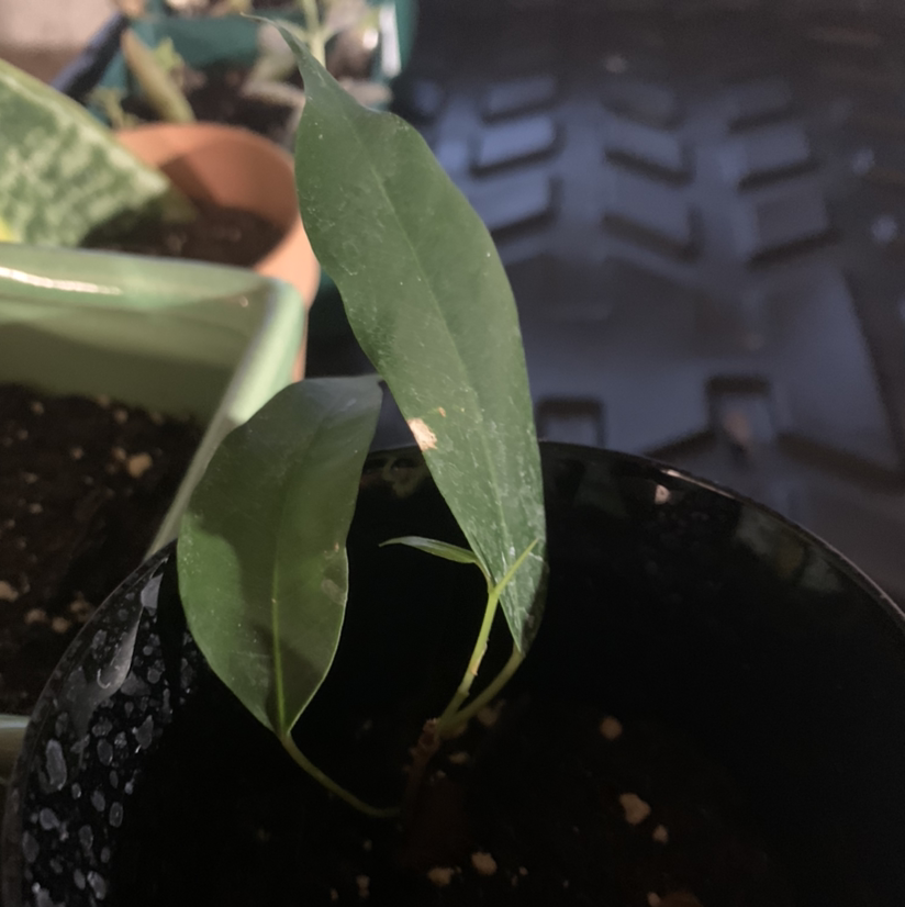 Shoebutton plant with green leaves in a black pot, other potted plants in the background.