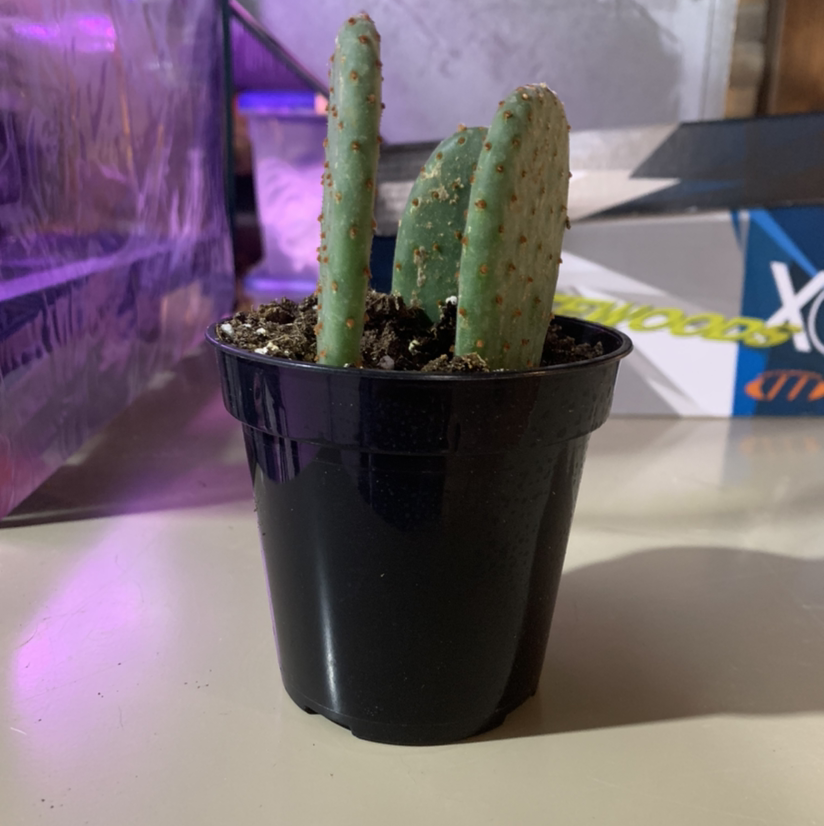 Smooth Prickly Pear cactus in a black pot with visible soil, well-framed and in focus.