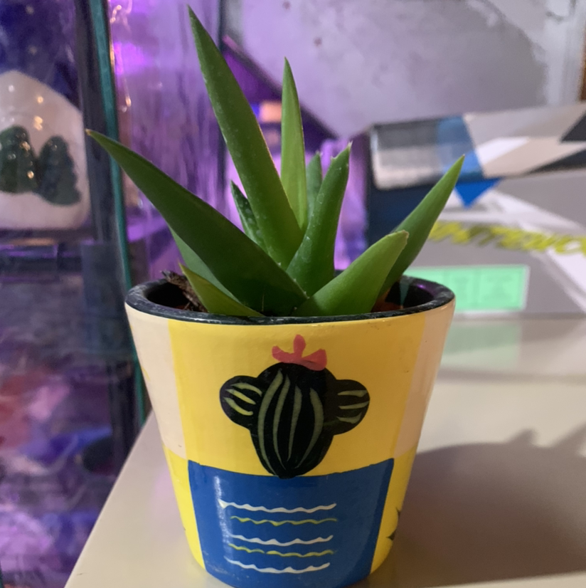 Short-Leaved Aloe plant in a colorful decorative pot, appears healthy.