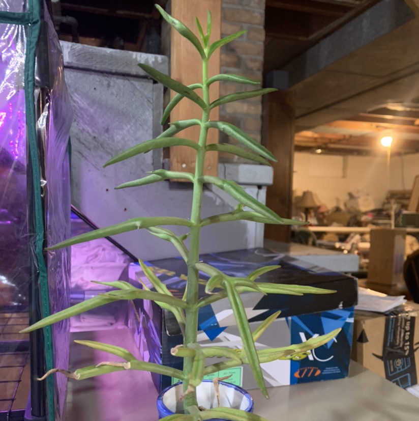 Mother of Millions succulent plant with long slender leaves and small plantlets growing along leaf edges, in a plastic pot indoors.