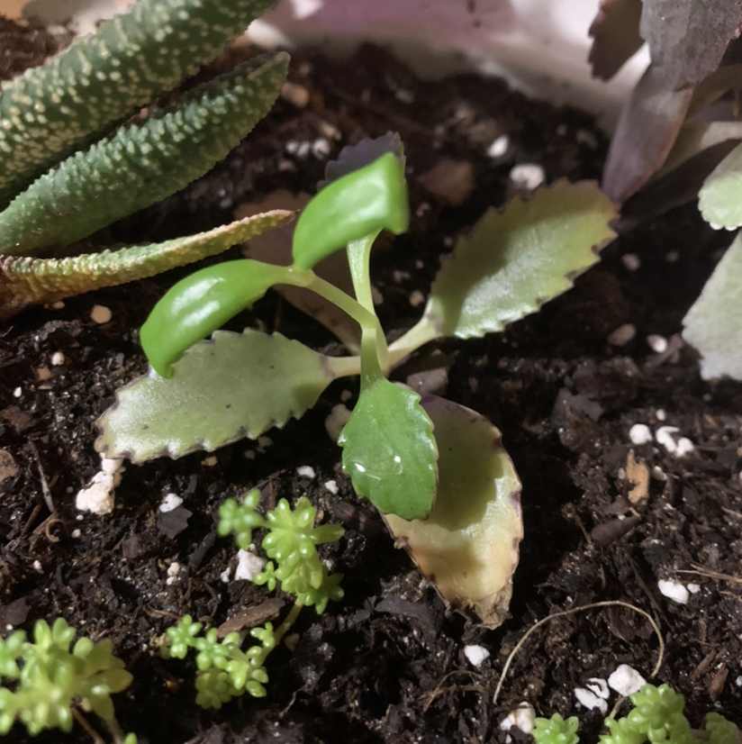 Closeup of a Kalanchoe pinnata succulent plant with thick green leaves in dark soil, showing some yellowing tips.