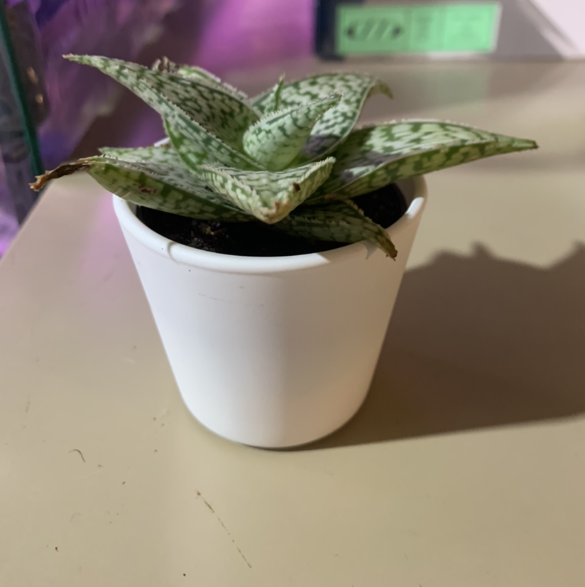 Tiger Aloe plant in a white pot, appears healthy with visible soil.