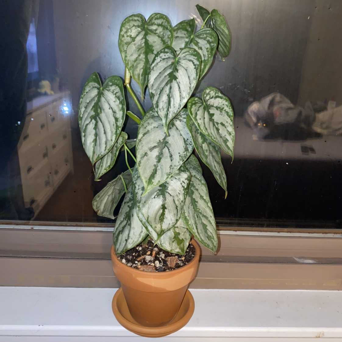 Photo of the plant species Silver Leaf Philodendron by @crisselle named Kylie on Greg, the plant care app