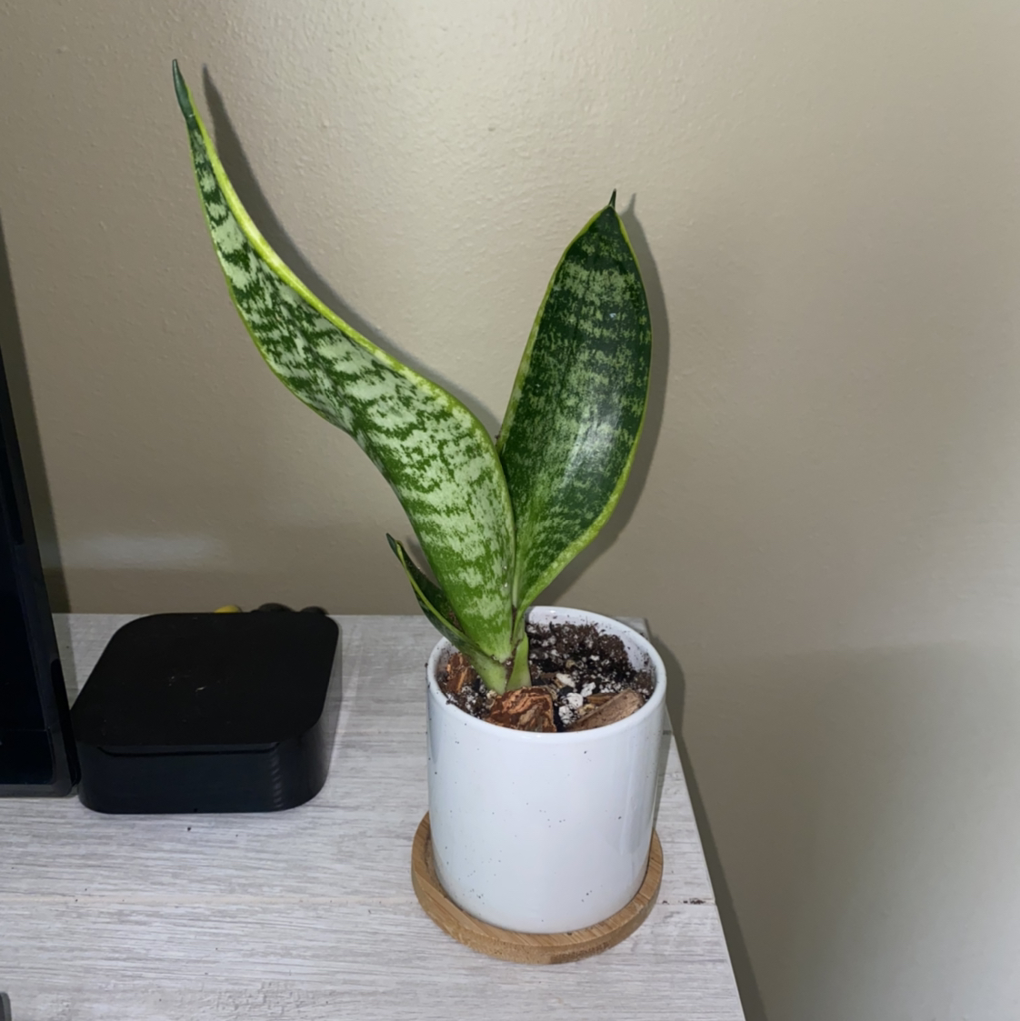 Photo of the plant species Sansevieria 'Lauren' by @crisselle named Doja Cat on Greg, the plant care app