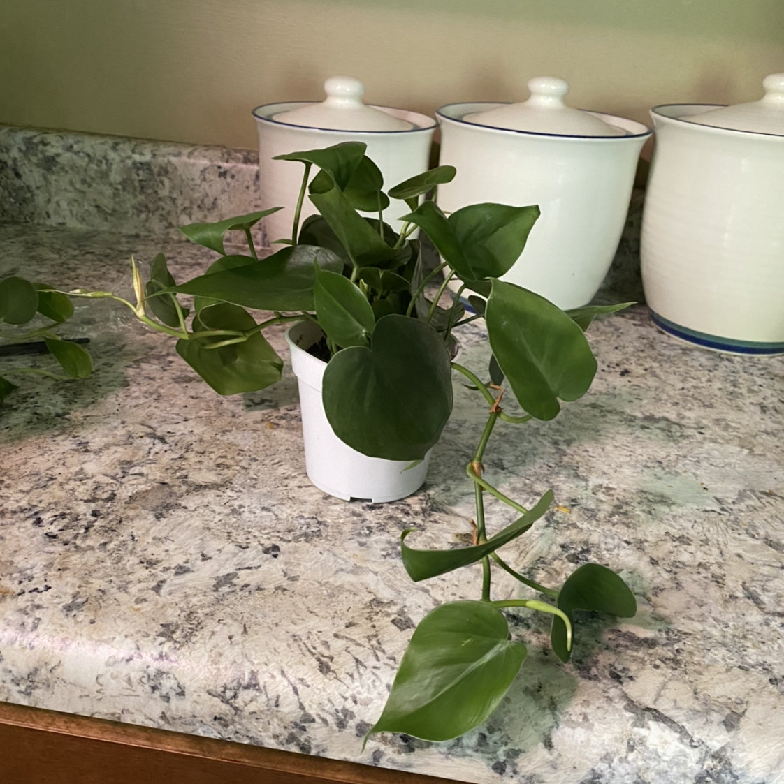 Philodendron cordatum plant in a white pot on a kitchen counter.