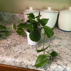 Philodendron cordatum plant