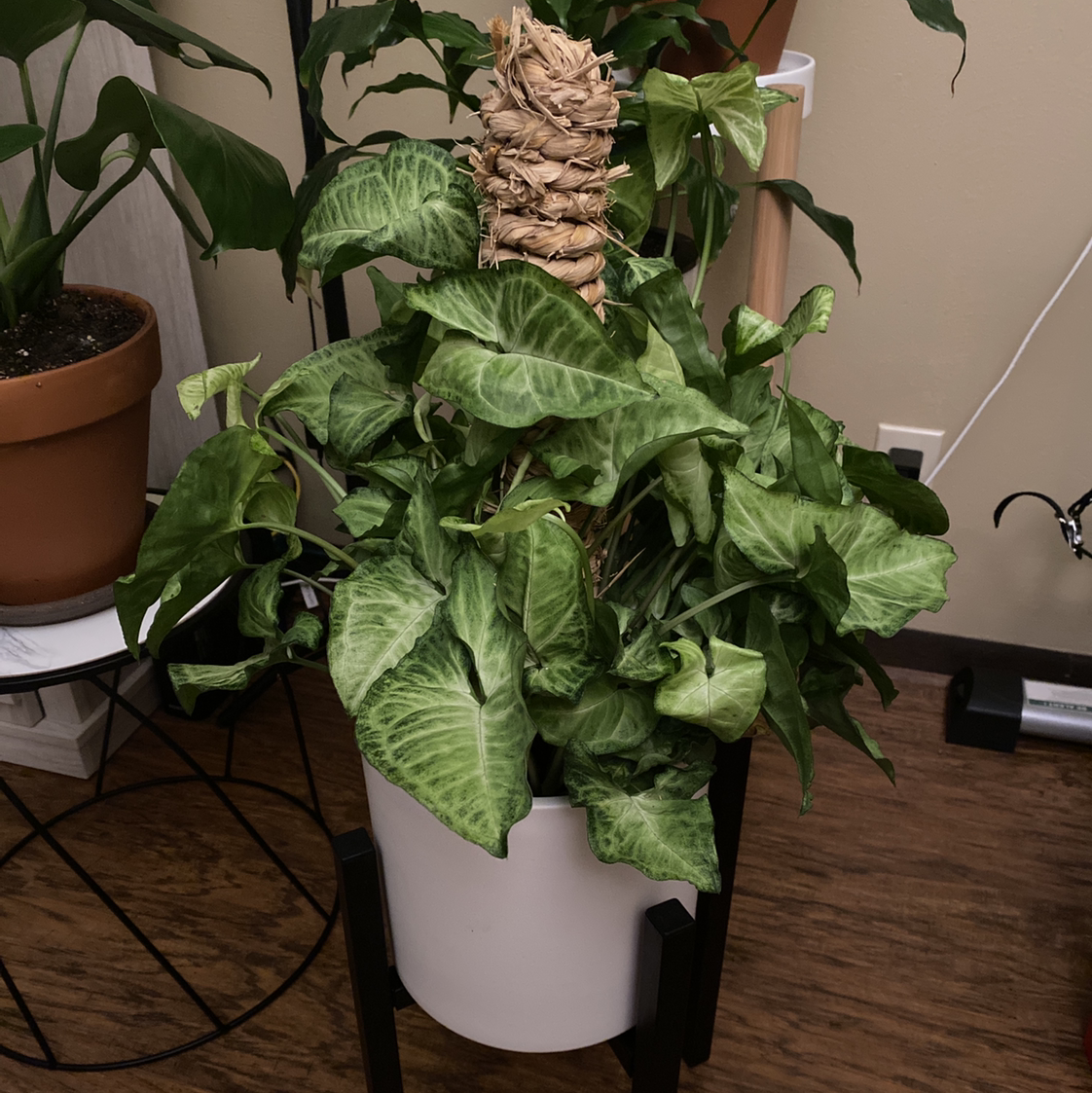 Syngonium 'White Butterfly' plant photo by @crisselle named Mariposa on Greg, the plant care app.