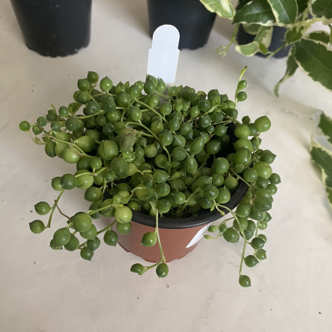 String of Pearls plant photo by @crisselle named Sol on Greg, the plant care app.