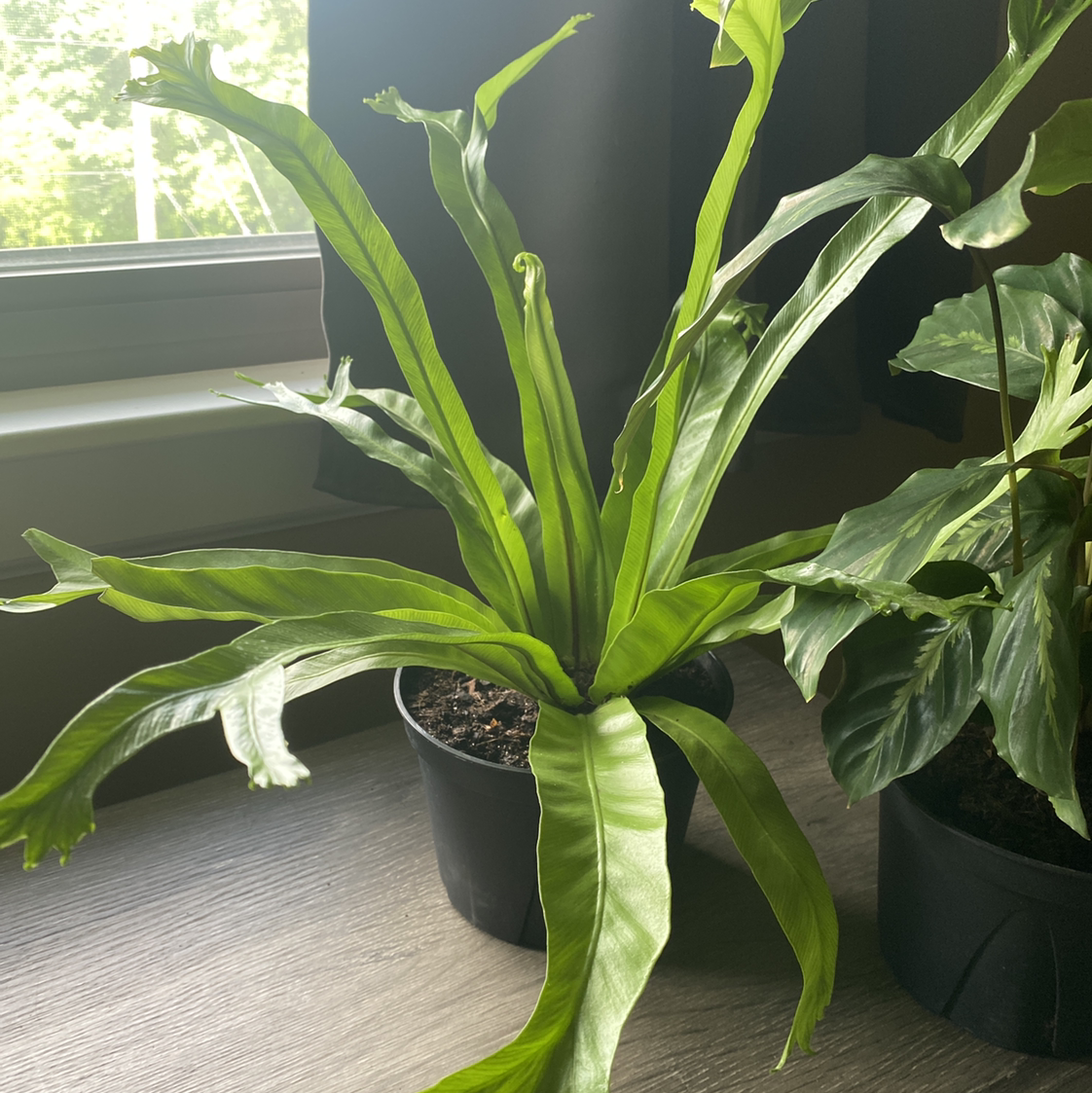 Chrissy Fern in a pot near a window, healthy green leaves, soil visible.