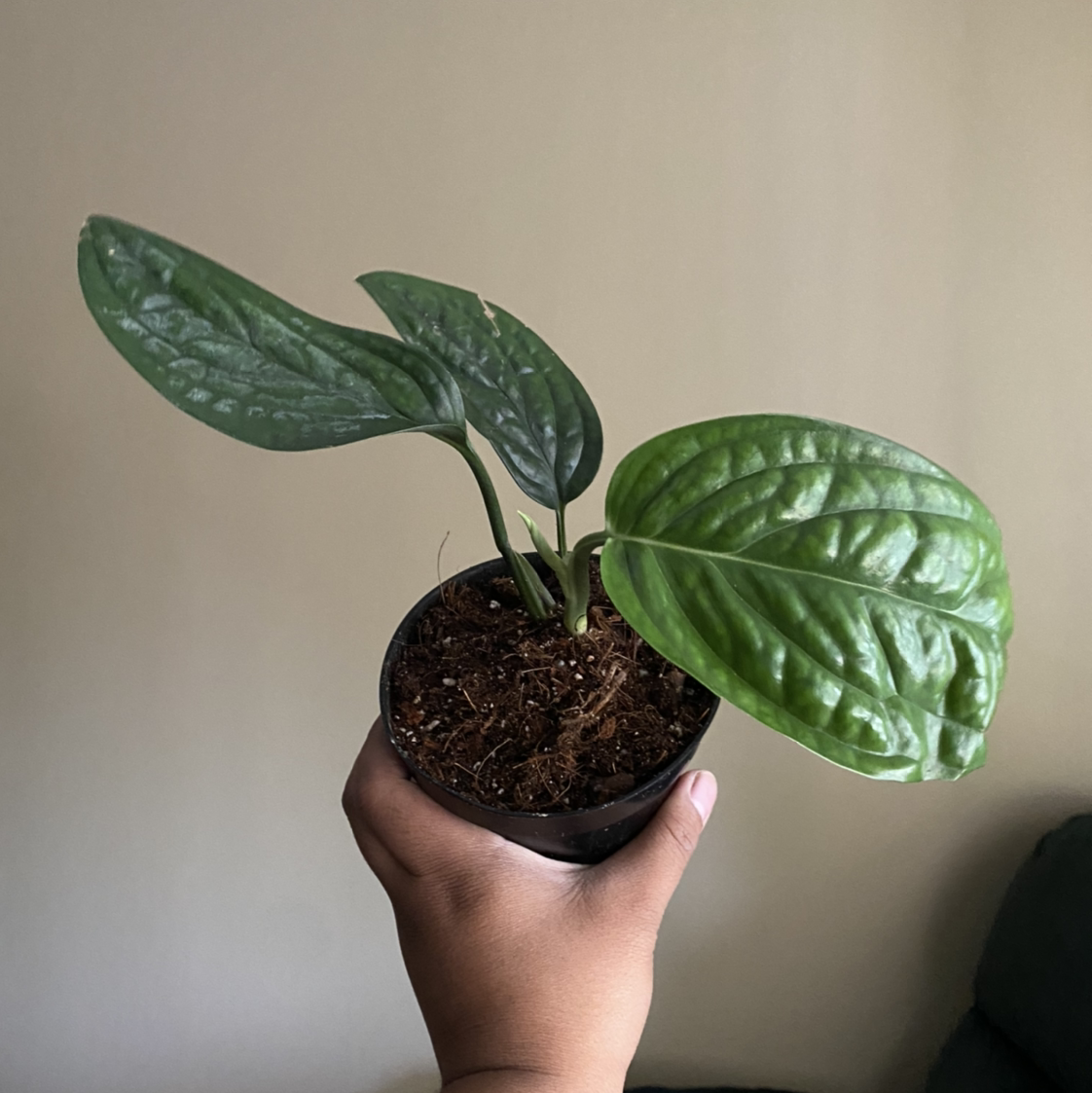 Photo of the plant species Monstera pinnatipartita by @crisselle named Mando on Greg, the plant care app