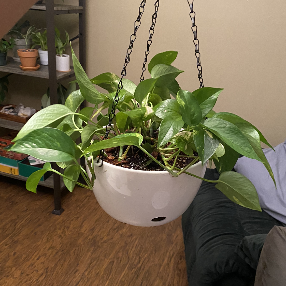 Taro Vine plant photo by @crisselle named Artemis on Greg, the plant care app.