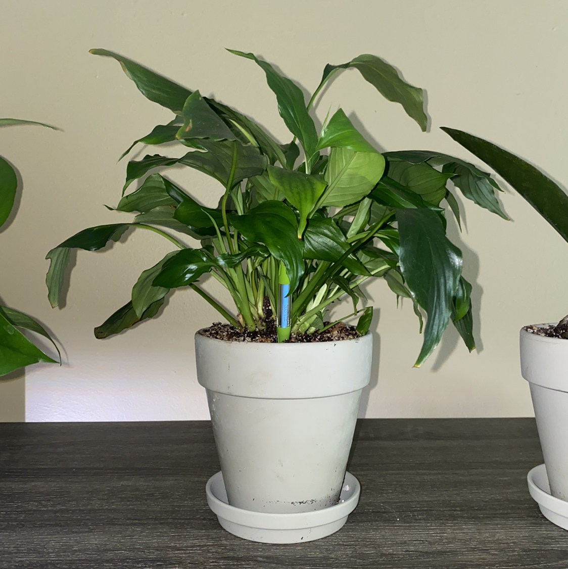Peace Lily plant photo by @crisselle named Lilibet on Greg, the plant care app.