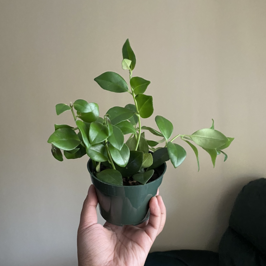 A healthy potted Lipstick Plant with green leaves held by a hand.