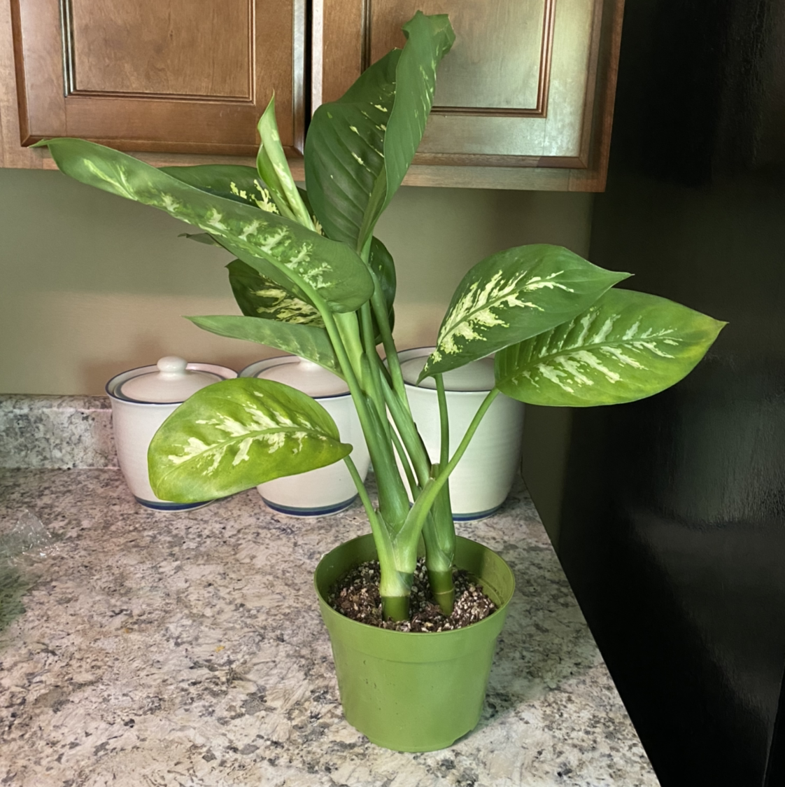 Photo of the plant species Dumbcane Tropic Snow by @crisselle named Pax on Greg, the plant care app