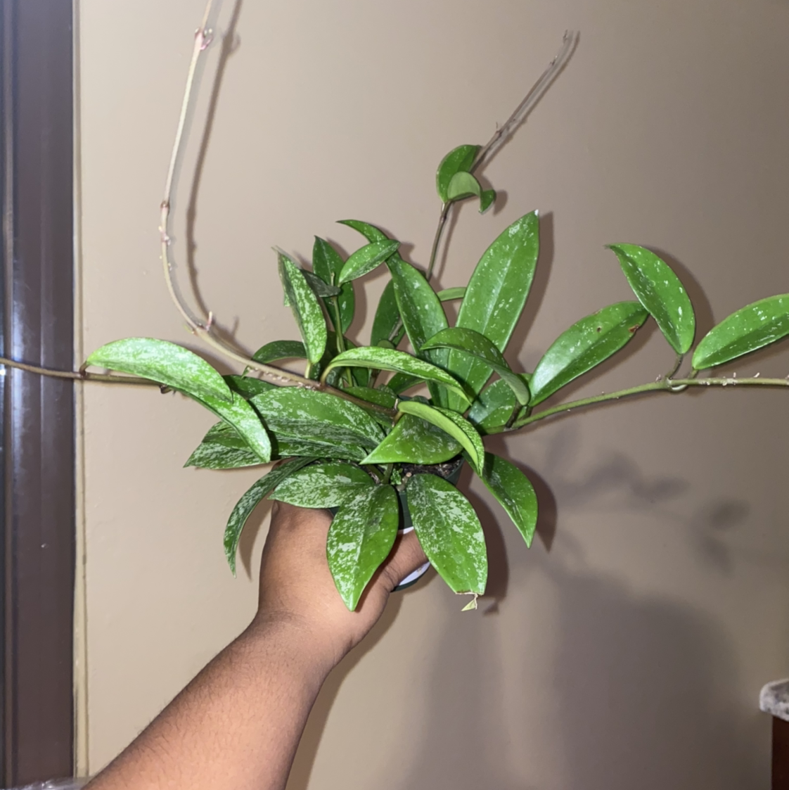 Hoya pubicalyx 'Splash' plant with healthy green leaves and splash patterns, held by a hand.