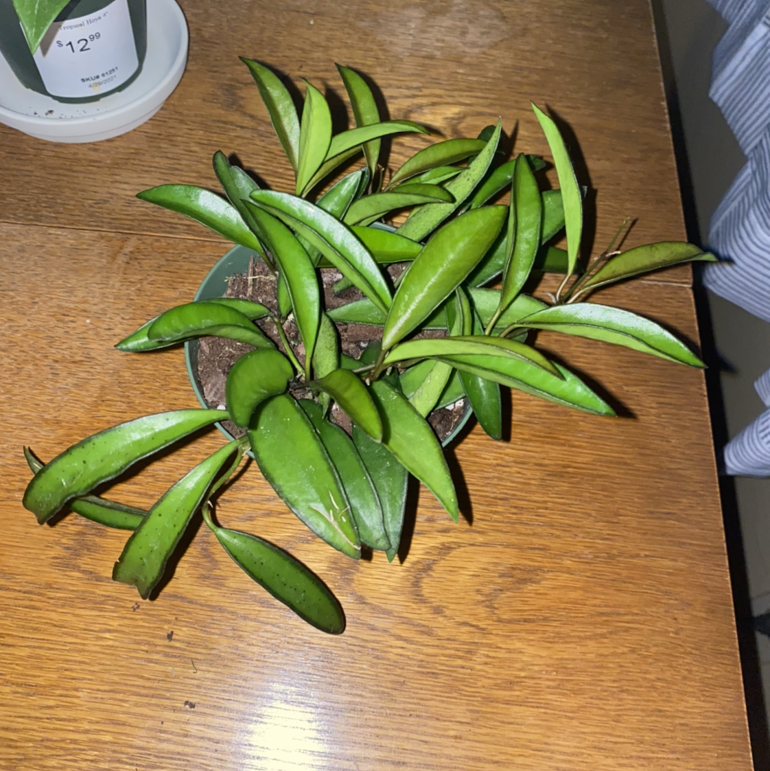 Photo of the plant species Wayetii by @crisselle named Forrest on Greg, the plant care app
