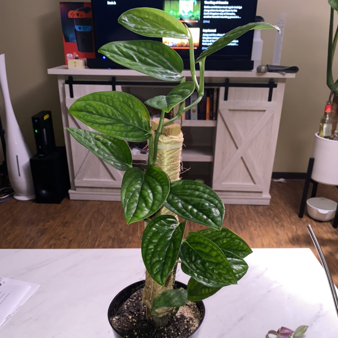 Photo of the plant species Monstera pinnatipartita by @crisselle named Kendall on Greg, the plant care app