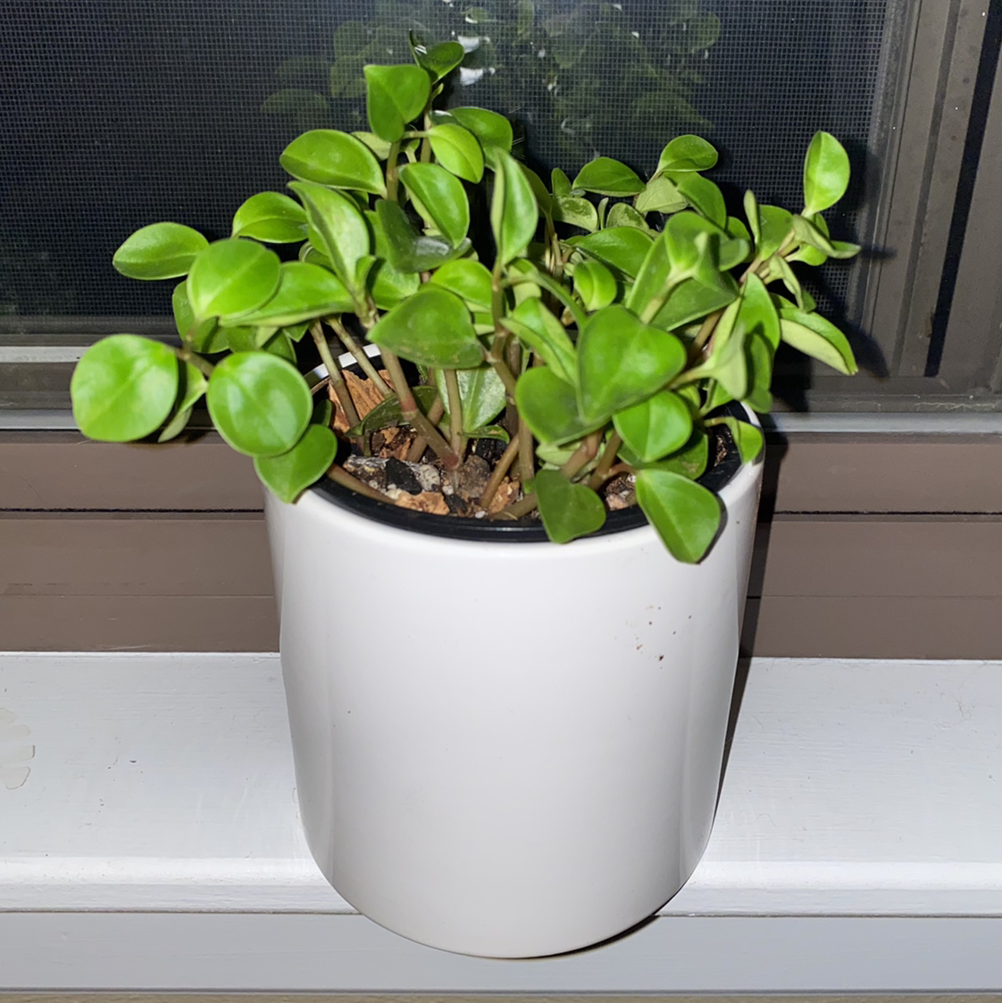 Photo of the plant species Radiator Plant by @crisselle named Ronaldo on Greg, the plant care app