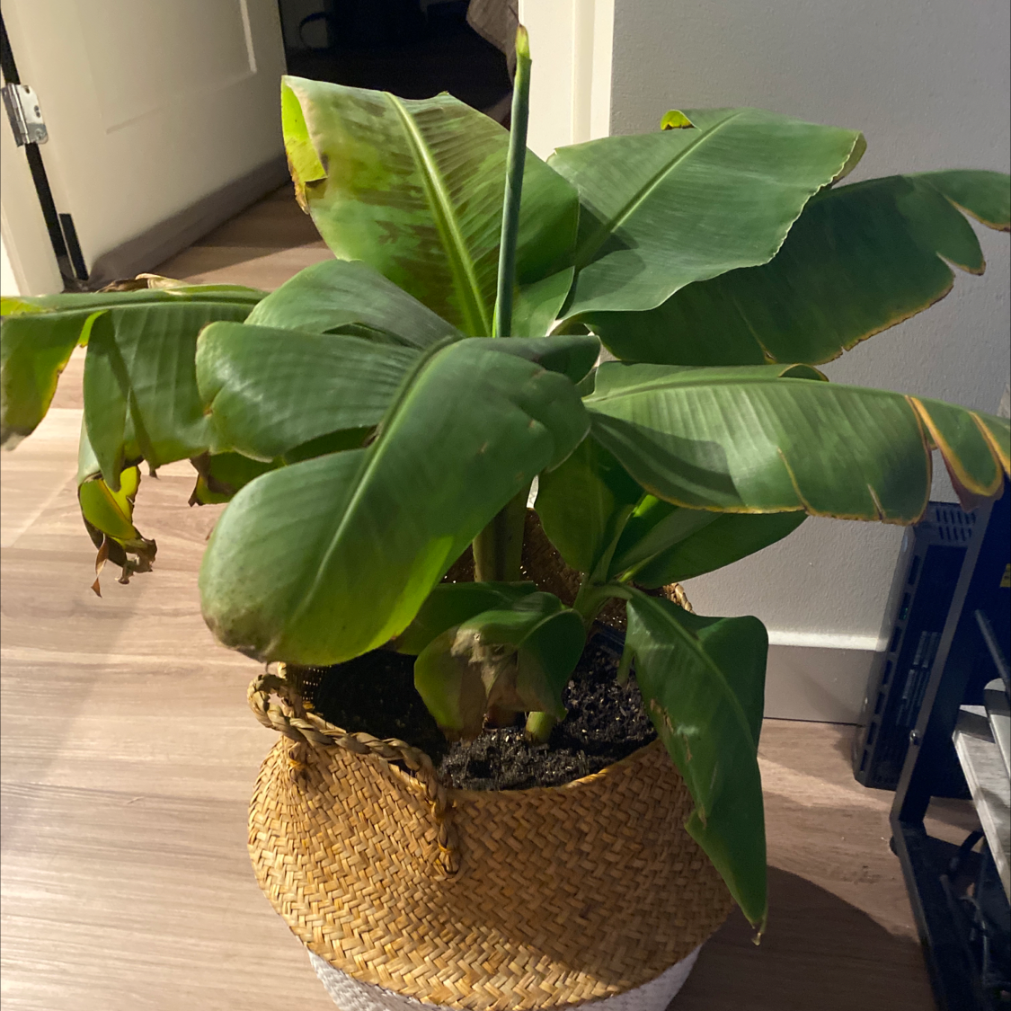 Potted plant with broad green leaves, some browning at edges, indoors with visible soil.