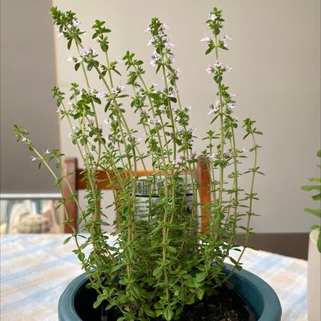 Photo of the plant species Thymus Citriodorus by Ellie named Thyme on Greg, the plant care app