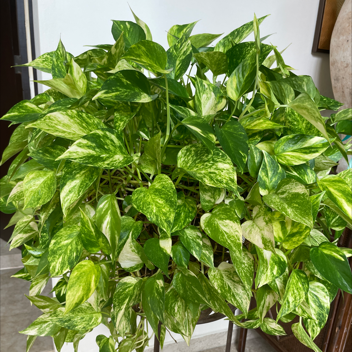 Photo of the plant species Golden Pothos by Maria named Kiki on Greg, the plant care app