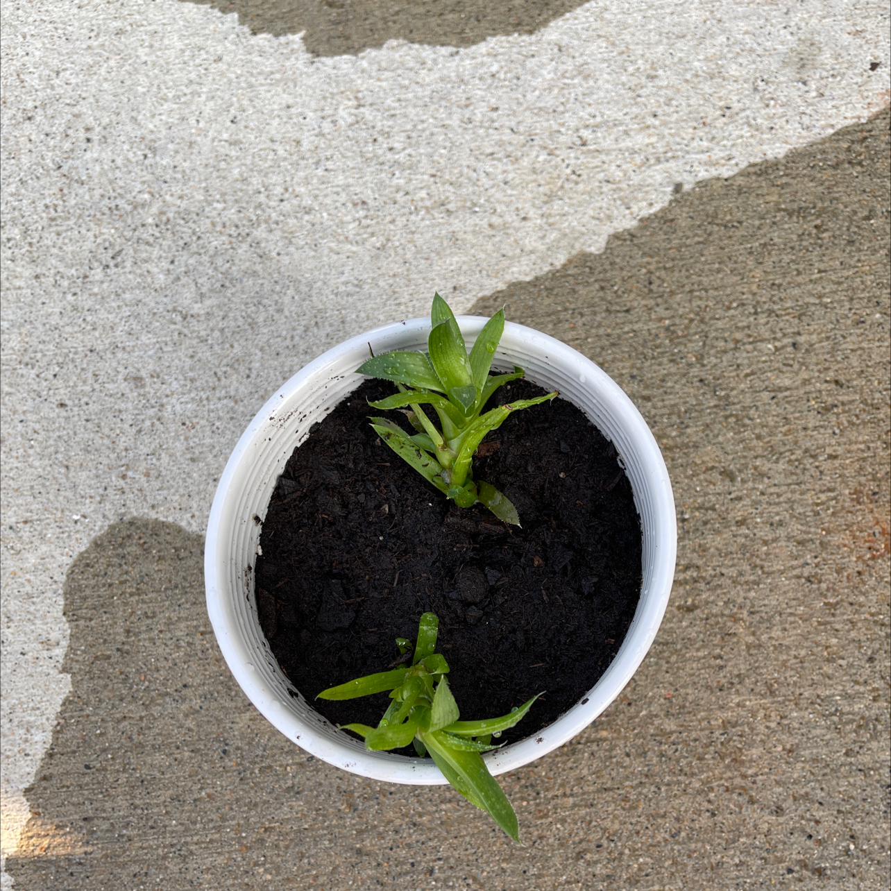 Short-Leaved Aloe plant photo by @annaeggs named Aristotle on Greg, the plant care app.