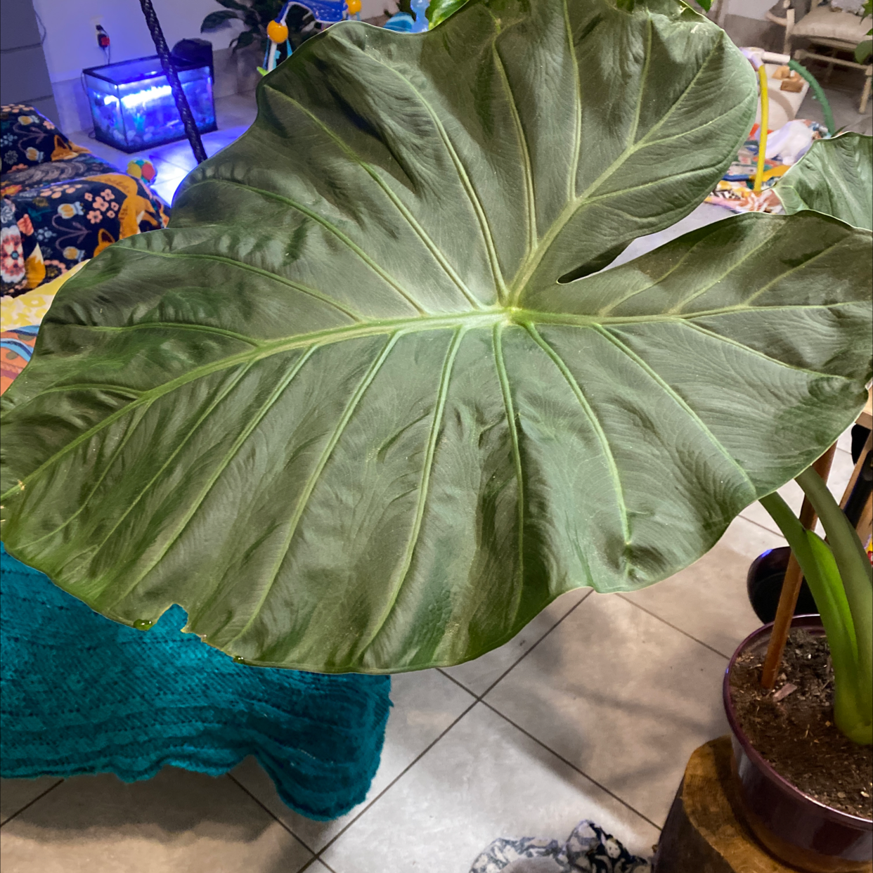 Large, healthy Giant Taro leaf with clear venation patterns.