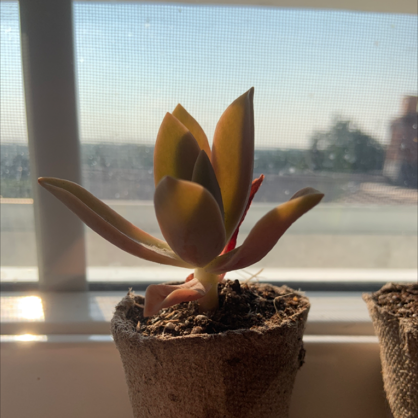 Graptoveria 'Fred Ives' succulent in a pot on a windowsill with a view outside.