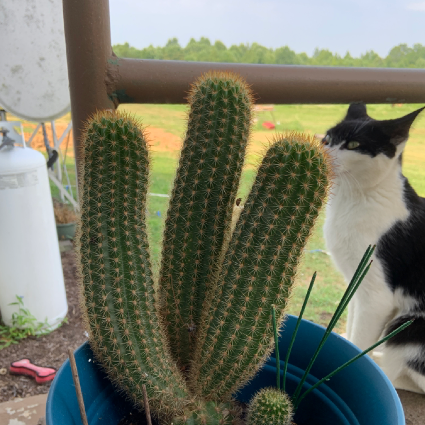 Photo of the plant species Golden Torch by @imgingerly named Tachanka on Greg, the plant care app