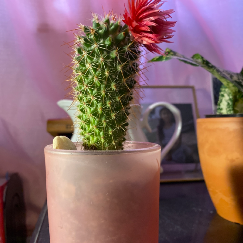 Missouri Foxtail Cactus with a red flower in a small pot, background includes other objects and plants.