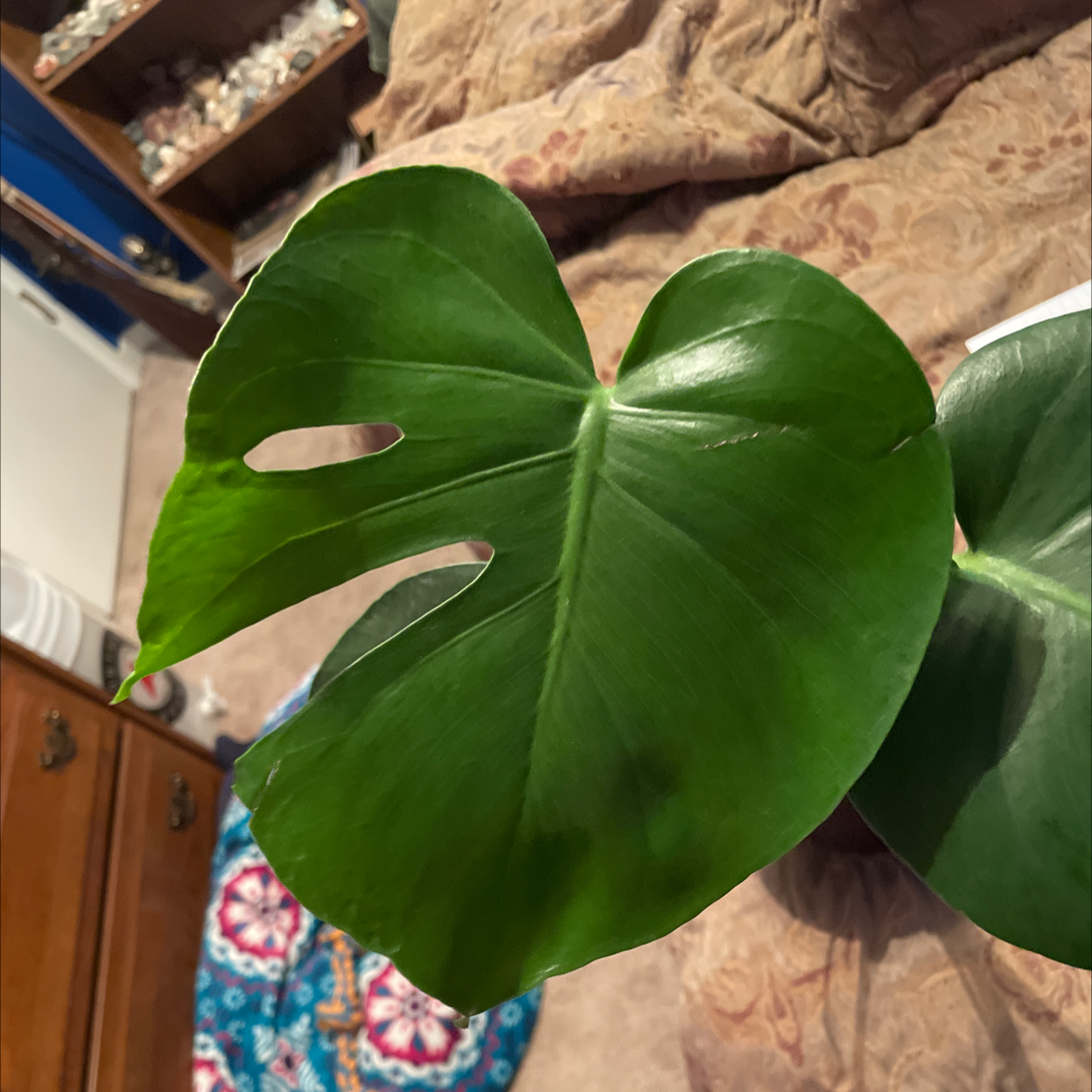 Monstera plant photo by @linzsmith_ named Randy on Greg, the plant care app.