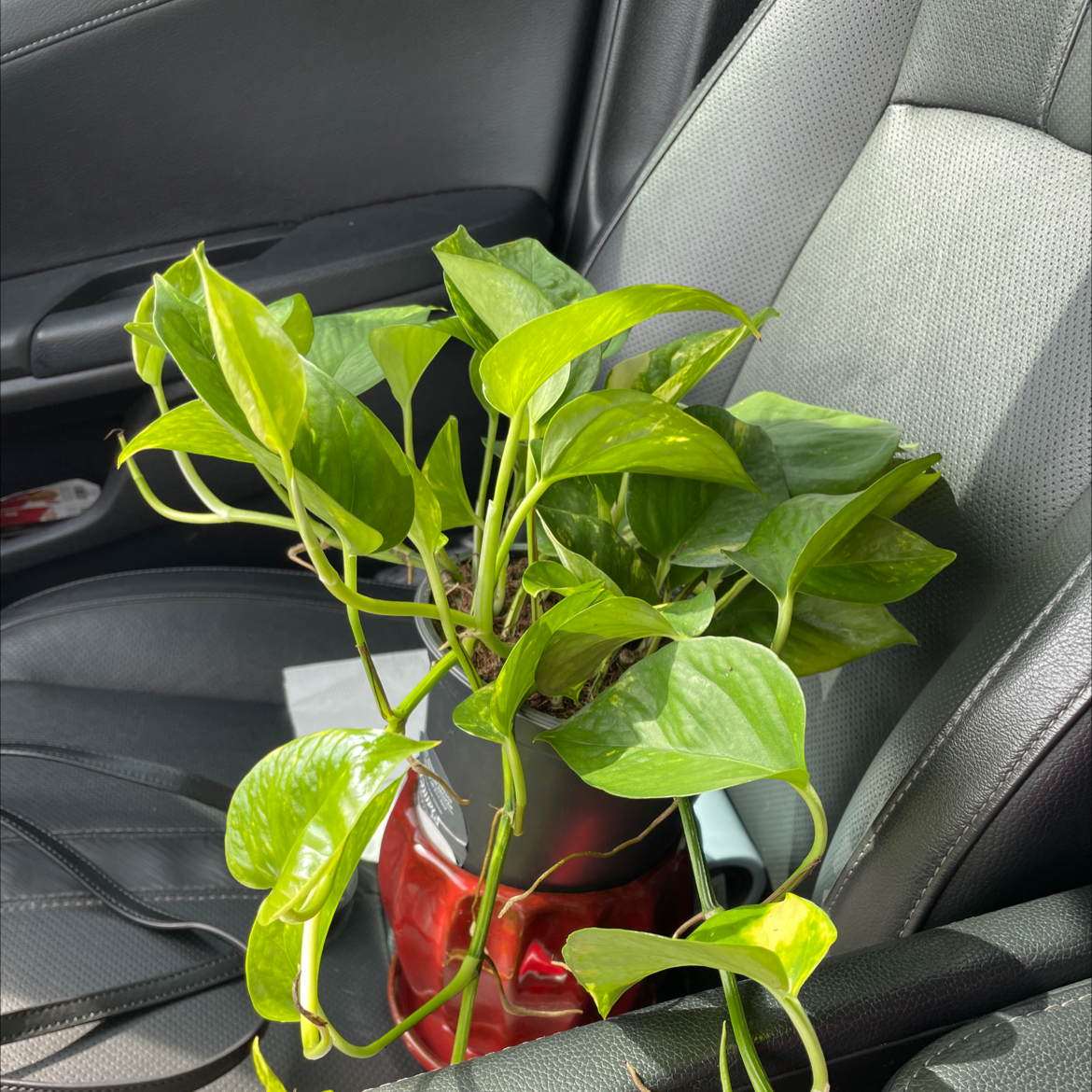 Taro Vine plant photo by @linzsmith_ named Keeanu Leaves on Greg, the plant care app.