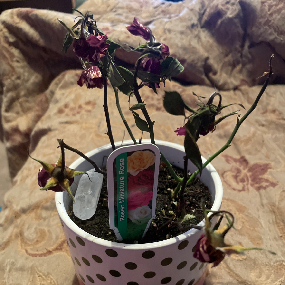 Miniature Rose plant photo by @linzsmith_ named Bella on Greg, the plant care app.