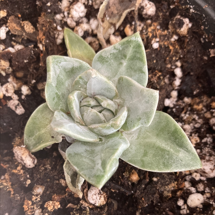 A succulent plant with thick, fleshy leaves in a rosette pattern, potted in visible soil.