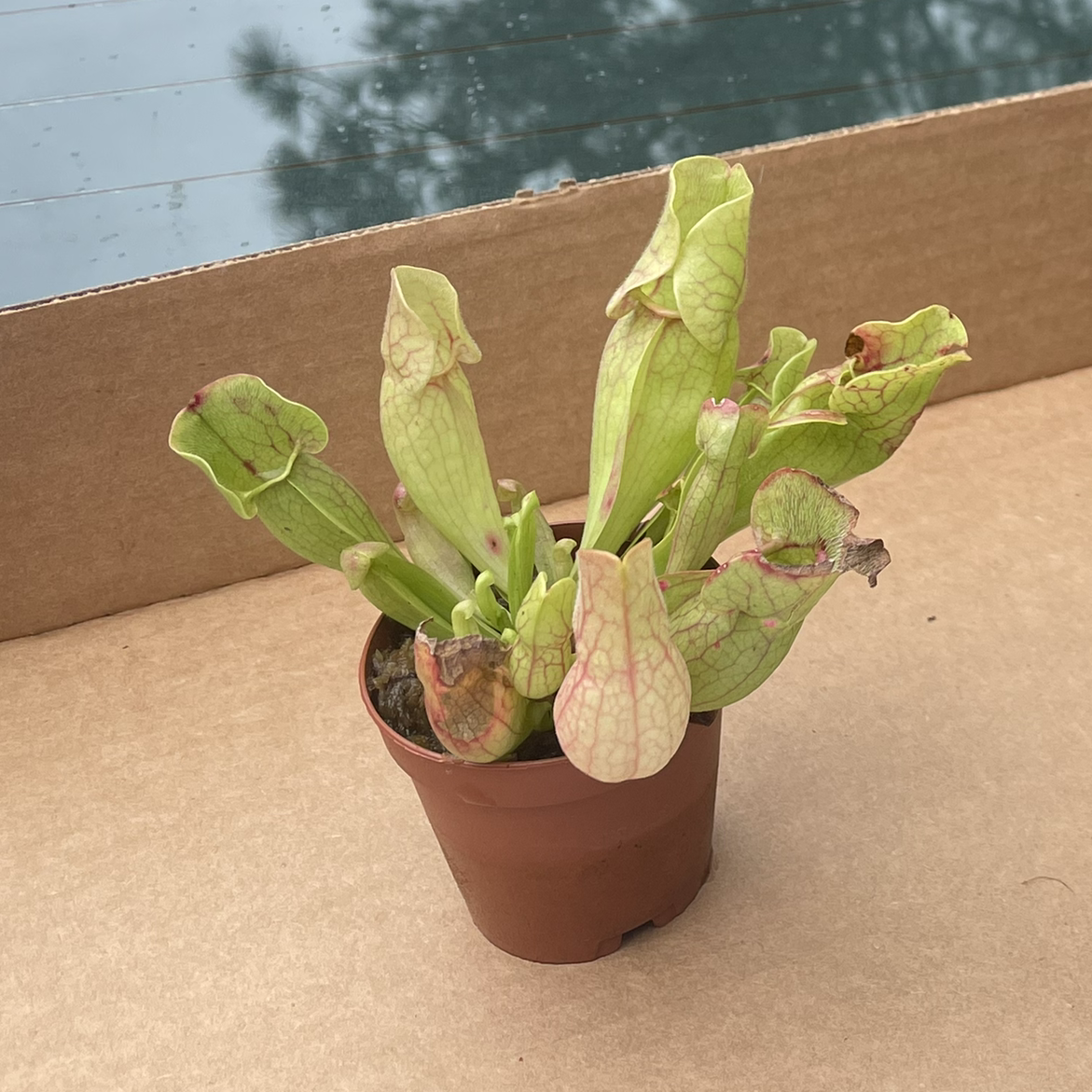Purple Pitcher Plant in a small pot with some browning leaves.