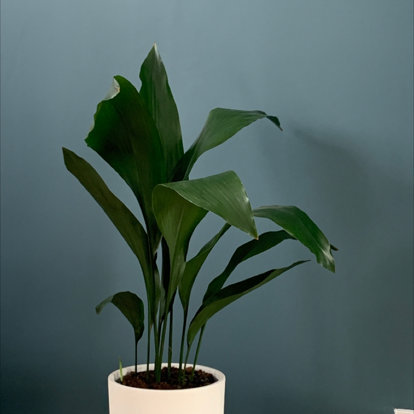 Cast Iron Plant uploaded to the Greg plant app by @user716e00cc