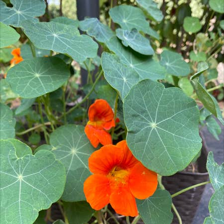 Photo of the plant species Nasturtium by Laura named Las niñas on Greg, the plant care app