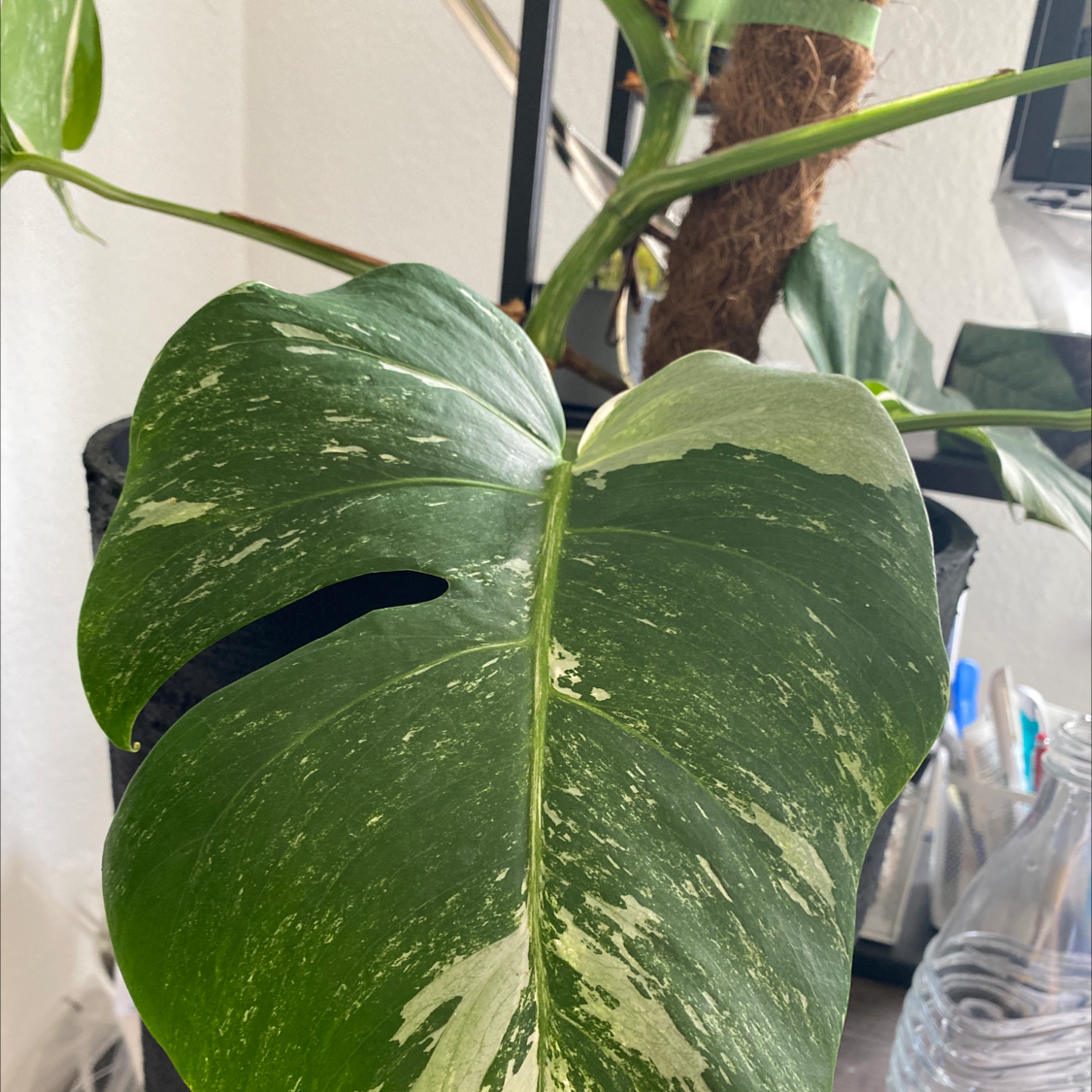 Variegated Monstera leaf with characteristic variegation, well-framed and in focus.