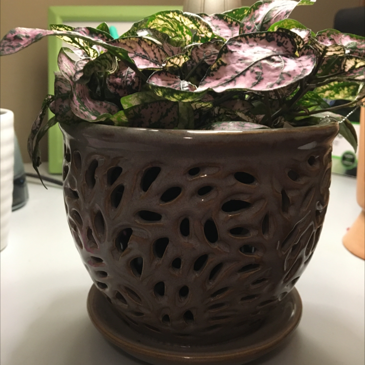 Polka Dot Plant plant photo by @Enby named Ghost￼ on Greg, the plant care app.