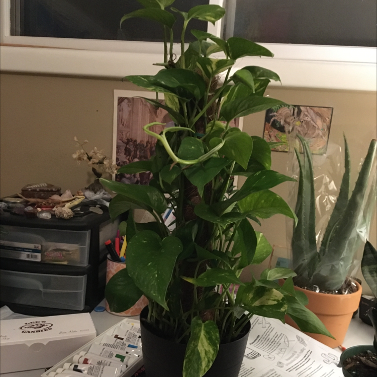 Jade Pothos plant photo by @Enby named J.A.R.V.I.S. on Greg, the plant care app.